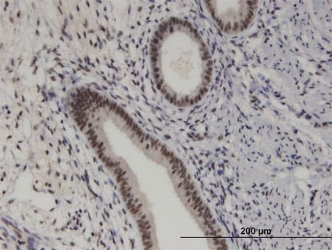 Monoclonal Anti-PRKRIP1 antibody produced in mouse clone M2, purified immunoglobulin, buffered aqueous solution