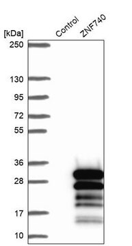 Anti-ZNF740 antibody produced in rabbit Prestige Antibodies&#174; Powered by Atlas Antibodies, affinity isolated antibody, buffered aqueous glycerol solution