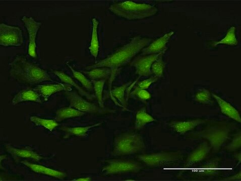 Anti-NLRP2 antibody produced in rabbit purified immunoglobulin, buffered aqueous solution