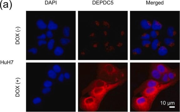 Anti-DEPDC5 antibody produced in rabbit Prestige Antibodies&#174; Powered by Atlas Antibodies, affinity isolated antibody, buffered aqueous glycerol solution