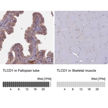 Anti-TLCD1 antibody produced in rabbit Prestige Antibodies&#174; Powered by Atlas Antibodies, affinity isolated antibody, buffered aqueous glycerol solution