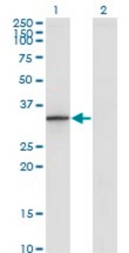 Monoclonal Anti-DHRS9 antibody produced in mouse clone 3E3, purified immunoglobulin, buffered aqueous solution