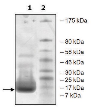 DPY30 human recombinant, expressed in E. coli, &#8805;85% (SDS-PAGE)