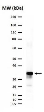 Anticorps anti-LMX-1 serum, from rabbit