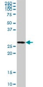 Anti-MRPL46 antibody produced in mouse IgG fraction of antiserum, buffered aqueous solution