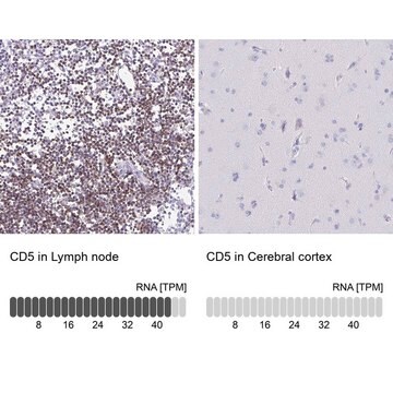 Anti-CD5 antibody produced in rabbit Prestige Antibodies&#174; Powered by Atlas Antibodies, affinity isolated antibody, buffered aqueous glycerol solution