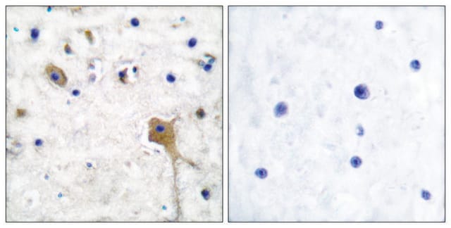 Anti-SH-PTP2 antibody produced in rabbit affinity isolated antibody