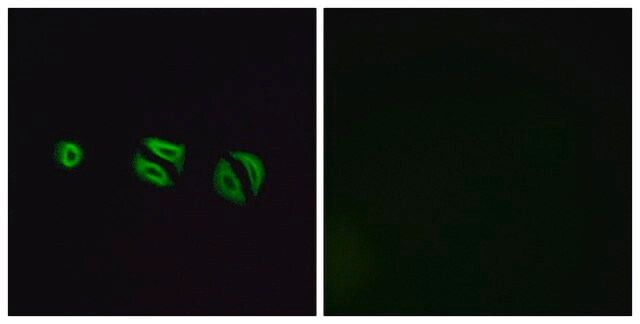 Anti-OR10G6, C-Terminal antibody produced in rabbit affinity isolated antibody