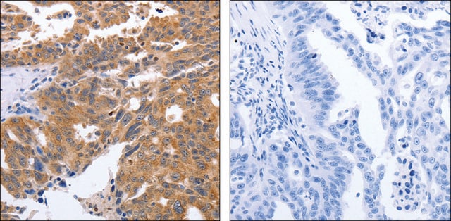 Anti-GEMIN2 antibody produced in rabbit affinity isolated antibody