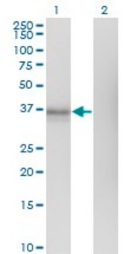 Monoclonal Anti-EDG1, (N-terminal) antibody produced in mouse clone 1F11, purified immunoglobulin, buffered aqueous solution