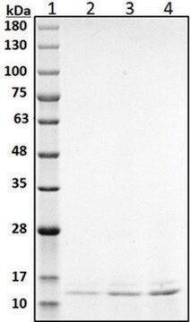 Irisin human recombinant, expressed in E. coli, &#8805;95% (SDS-PAGE)