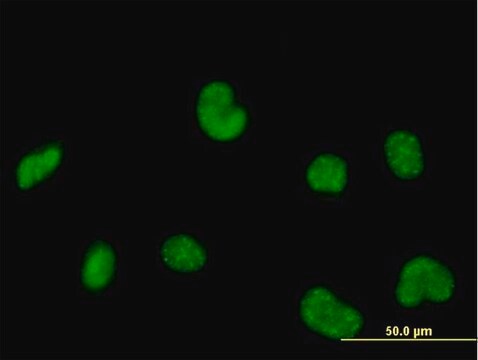 Anti-POLR3C antibody produced in mouse purified immunoglobulin, buffered aqueous solution