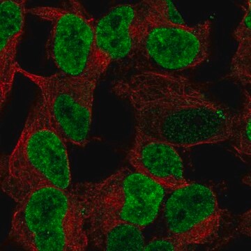 Anti-PHOX2B antibody produced in rabbit Prestige Antibodies&#174; Powered by Atlas Antibodies, affinity isolated antibody