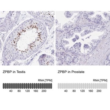 Anti-ZPBP antibody produced in rabbit Prestige Antibodies&#174; Powered by Atlas Antibodies, affinity isolated antibody, buffered aqueous glycerol solution