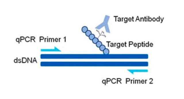 AccuChIP Trimethyl-Histone H3 (Lys36) Chromatin Immunoprecipitation Internal Control target-specific spike-in controls that make ChIP experiments more quantitative and accurate