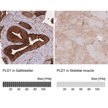 Anti-PLD1 antibody produced in rabbit Prestige Antibodies&#174; Powered by Atlas Antibodies, affinity isolated antibody, buffered aqueous glycerol solution