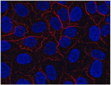 Monoclonal Anti-AHNAK1 antibody produced in mouse clone EM-09