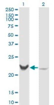 Monoclonal Anti-RCV1, (C-terminal) antibody produced in mouse clone 3G10, purified immunoglobulin, buffered aqueous solution