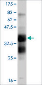 ANTI-FGFR1 antibody produced in mouse clone 2C1, purified immunoglobulin, buffered aqueous solution