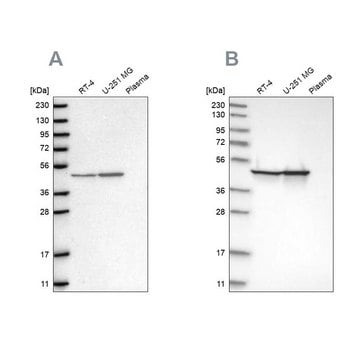 抗FH抗体 ウサギ宿主抗体 Prestige Antibodies&#174; Powered by Atlas Antibodies, affinity isolated antibody, buffered aqueous glycerol solution, ab3