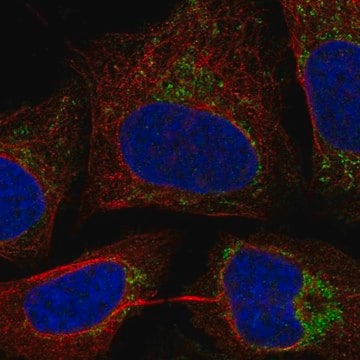 Anti-C17Orf80 Antibody Produced In Rabbit Prestige Antibodies&#174; Powered by Atlas Antibodies, affinity isolated antibody, buffered aqueous glycerol solution