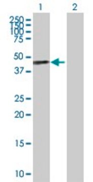 Anti-SAV1 antibody produced in rabbit purified immunoglobulin, buffered aqueous solution