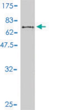 Monoclonal Anti-MAGEA9 antibody produced in mouse clone 1E3, purified immunoglobulin, buffered aqueous solution