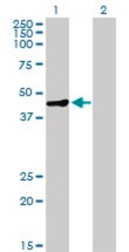 Anti-MAGEA9 antibody produced in mouse purified immunoglobulin, buffered aqueous solution