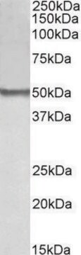 Anti-BLK (N-terminal) antibody produced in goat affinity isolated antibody, buffered aqueous solution