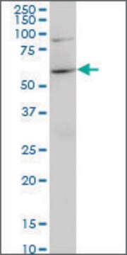 Monoclonal Anti-NFE2L2 antibody produced in mouse clone 1F3, purified immunoglobulin, buffered aqueous solution