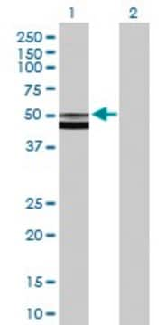 Anti-FUCA2 antibody produced in mouse purified immunoglobulin, buffered aqueous solution