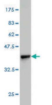 Monoclonal Anti-BRD2 antibody produced in mouse clone 3D10, purified immunoglobulin, buffered aqueous solution