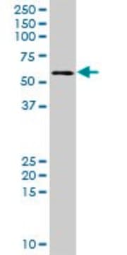 Anti-DEPDC7 antibody produced in mouse purified immunoglobulin, buffered aqueous solution