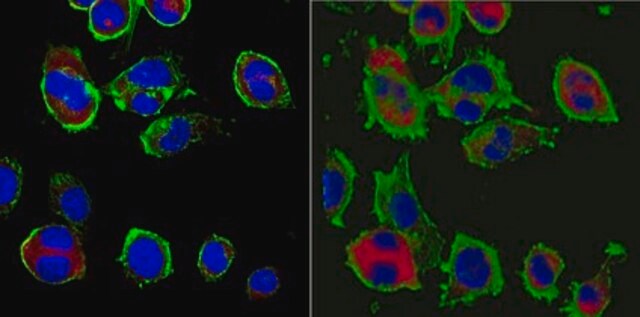 Anti-NAV1 Antibody, clone 7F12 (KT124) clone KT124(7F12), from rat