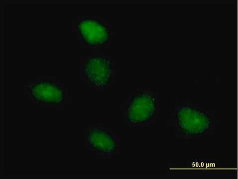 Anti-TAF15 antibody produced in mouse purified immunoglobulin, buffered aqueous solution