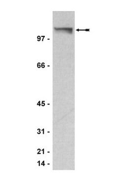 Anticorpo anti-PML, clone 36.1-104 clone 36.1-104, Upstate&#174;, from mouse