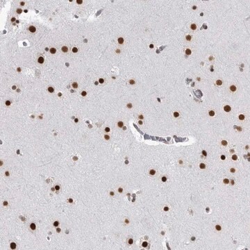 Anti-RNF26 antibody produced in rabbit Prestige Antibodies&#174; Powered by Atlas Antibodies, affinity isolated antibody, buffered aqueous glycerol solution