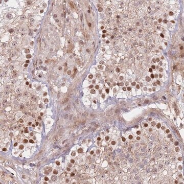 Anti-ERICH6B antibody produced in rabbit Prestige Antibodies&#174; Powered by Atlas Antibodies, affinity isolated antibody, buffered aqueous glycerol solution