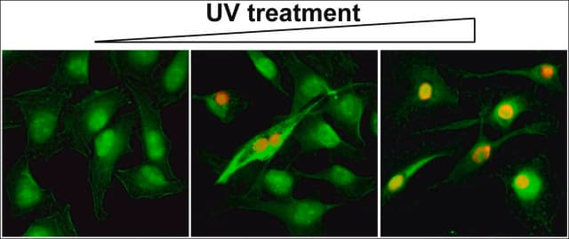 Anti-Gamma H2AX (phospho-Ser139) antibody, Rabbit monoclonal recombinant, expressed in HEK 293 cells, clone RM224, purified immunoglobulin