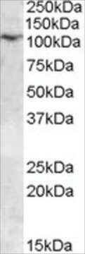 Anti-TRPC6 (C-Term) antibody produced in goat affinity isolated antibody, buffered aqueous solution