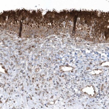 Anti-FAM98A antibody produced in rabbit Prestige Antibodies&#174; Powered by Atlas Antibodies, affinity isolated antibody, buffered aqueous glycerol solution