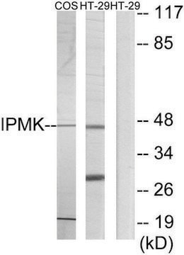 Anti-IPMK antibody produced in rabbit affinity isolated antibody