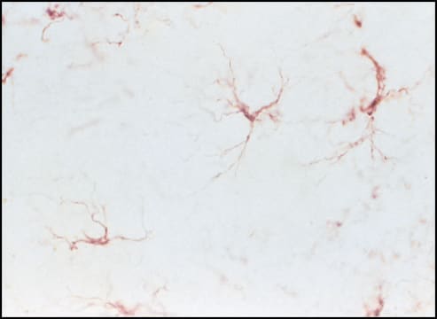 Mouse ExtrAvidin&#174; Peroxidase Staining Kit antibody produced in goat