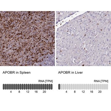 Anti-APOBR antibody produced in rabbit Prestige Antibodies&#174; Powered by Atlas Antibodies, affinity isolated antibody, buffered aqueous glycerol solution