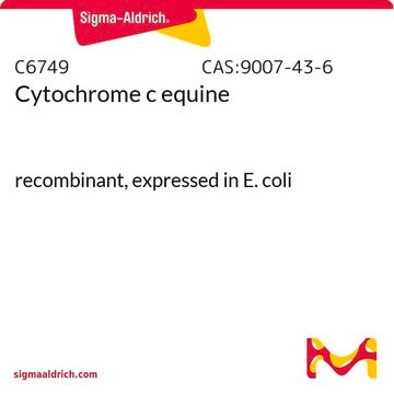 Cytochrome c equine recombinant, expressed in E. coli