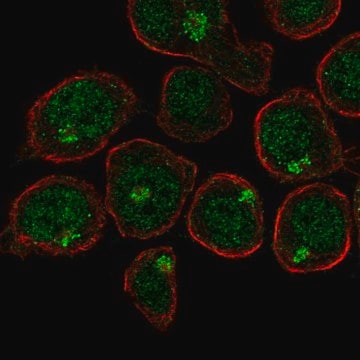 Anti-UBASH3A antibody produced in rabbit Prestige Antibodies&#174; Powered by Atlas Antibodies, affinity isolated antibody, buffered aqueous glycerol solution