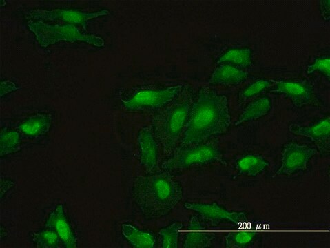 Monoclonal Anti-FHL2 antibody produced in mouse clone 2G3-1A5, purified immunoglobulin, buffered aqueous solution