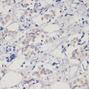 Anti-DNMT1 antibody produced in rabbit