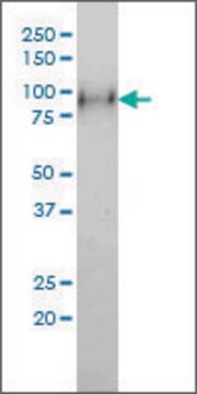 Monoclonal Anti-NTRK2 antibody produced in mouse clone 4D3-F10, purified immunoglobulin, buffered aqueous solution