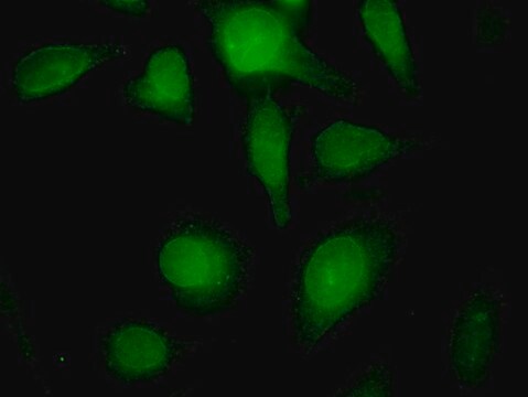 Monoclonal Anti-LMNB1 antibody produced in mouse clone 4B10, purified immunoglobulin, buffered aqueous solution